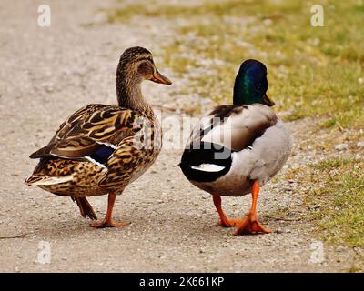 Un primo piano di un paio di anatre di mallardo che camminano a terra Foto Stock