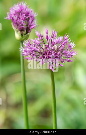 Allium jesdianum 'primo imperatore', allio 'primo imperatore', germogli che esplodono in fiore Foto Stock