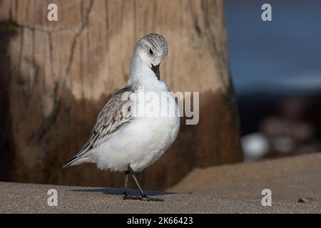 Sanderling, Calidris alba, adulto non allevamento / inverno piumaggio uccello preening Norfolk Foto Stock