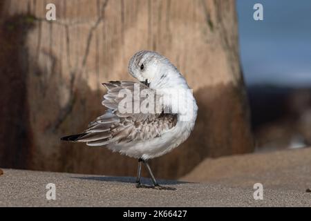 Sanderling, Calidris alba, adulto non allevamento / inverno piumaggio uccello preening Norfolk Foto Stock