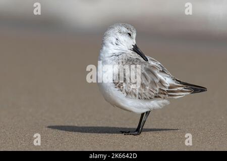 Sanderling, Calidris alba, adulto non allevamento / inverno piumaggio uccello preening Norfolk Foto Stock