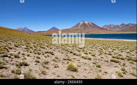 Laguna di Miscanti sull'altipiano cileno Foto Stock