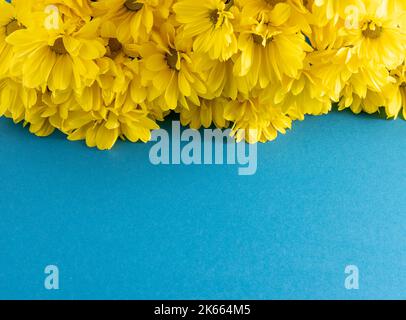 Fiori gialli di crisantemo. Primo piano dei fiori. Fiori floreali su sfondo blu. Spazio di copia. Foto Stock