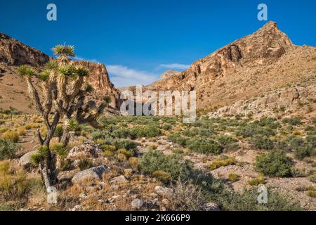 Joshua Trees vicino al canyon che conduce alla Joshua Tree Natural Area, Bulldog Knolls, Beaver Dam Mountains, Mojave Desert, Utah, STATI UNITI Foto Stock