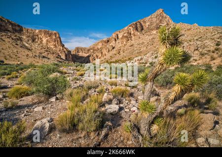 Joshua Trees vicino al canyon che conduce alla Joshua Tree Natural Area, Bulldog Knolls, Beaver Dam Mountains, Mojave Desert, Utah, STATI UNITI Foto Stock