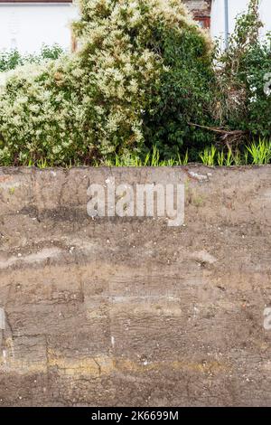 Profilo del suolo che mostra uno strato spesso di terreno con erba e arbusti in cima rivelato in cantiere, Ungheria, Europa Foto Stock