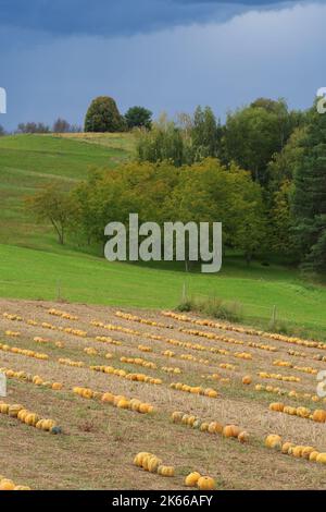 Bellissimo paesaggio con campi di zucca e alberi di noce sullo sfondo. Agricoltura, agricoltura, cibo e concetti di Halloween Foto Stock