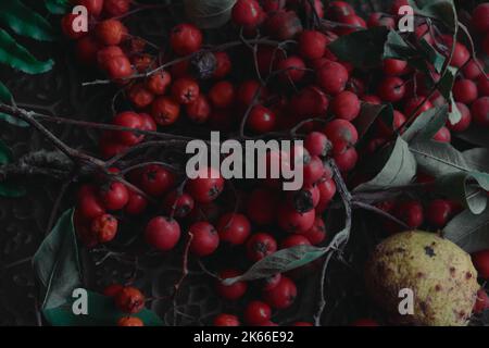 Composizione di castagne rosse di rowan e foglie di fondo Foto Stock