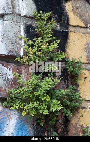 Wallrue spleenwort (Asplenium ruta-muraria), che cresce a un muro, in Germania Foto Stock