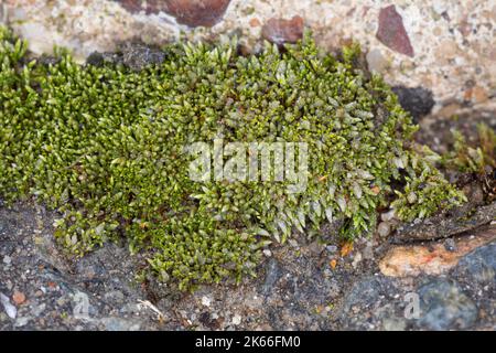 Muschio bryum argentreen, muschio di filo argenteo (Bryum argenteum), crescente nei vuoti lastre di copertura in calcestruzzo, Germania Foto Stock