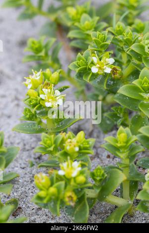 Erba di sabbia di mare, ceci di mare (Honckenya peploides), fiorendo su terreno sabbioso, Scandinavia Foto Stock