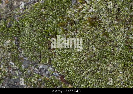 Muschio bryum argentreen, muschio di filo argenteo (Bryum argenteum), crescente nei vuoti lastre di copertura in calcestruzzo, Germania Foto Stock