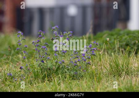 Blueweed, blu devil, viper dell bugloss, comune del viper-bugloss (Echium vulgare), che fiorisce in un prato, Germania Foto Stock