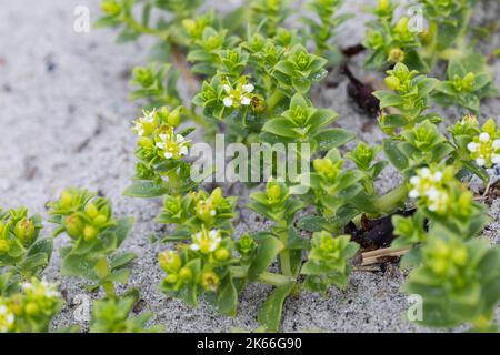 Erba di sabbia di mare, ceci di mare (Honckenya peploides), fiorendo su terreno sabbioso, Scandinavia Foto Stock