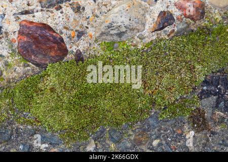 Muschio bryum argentreen, muschio di filo argenteo (Bryum argenteum), crescente nei vuoti lastre di copertura in calcestruzzo, Germania Foto Stock