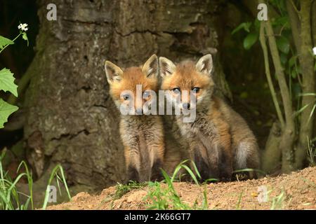 Volpe rossa (Vulpes vulpes), due cubetti di volpe davanti alla fossa, Germania Foto Stock