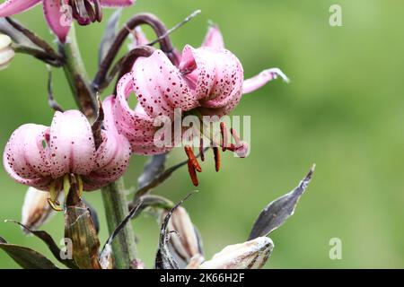 Flora alpina: Giglio di torchi (Lilium martagon) trovato oltre 2000 metri sul livello del mare nelle Alpi Dolomiten, Italia Foto Stock