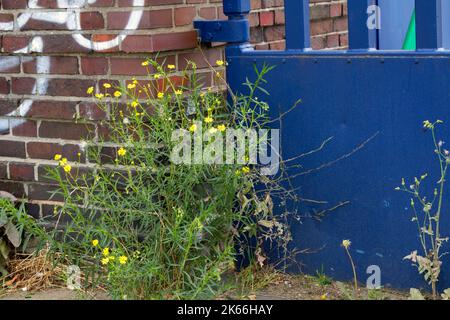 Ragwort-Leaved (Senecio inaequidens), cresce in un edificio, in Germania Foto Stock