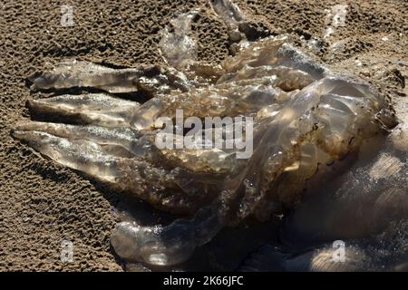 Le braccia lobate della medusa blu sono una caratteristica distintiva. Hanno anche tentacoli finali per catturare preda, ma la tossina non è così doloroso hum Foto Stock