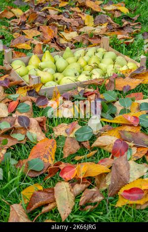 Raccogliere frutti di pera in un cesto di legno Foto Stock