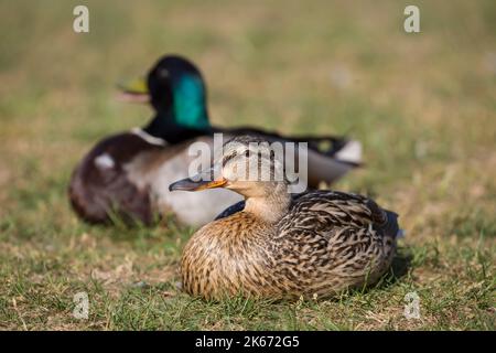 Un paio di anatre mallard inglesi (Anas platyrhynchos) seduti isolati all'aperto in un parco, riposandosi sull'erba in una giornata di primavera luminosa e soleggiata. Foto Stock