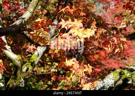 Acer giapponese lascia girare il colore durante l'autunno, Surrey, Regno Unito. Foto Stock