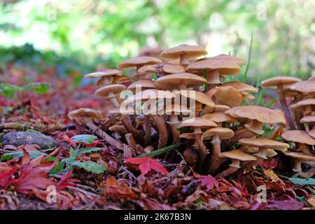 Fungus miele che cresce tra le foglie di foglie degli acri giapponesi, Surrey, Regno Unito. Foto Stock