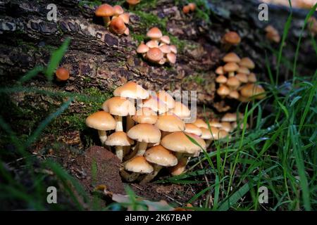 Funghi di ciuffo di zolfo che crescono su legno morto, Surrey, Regno Unito Foto Stock