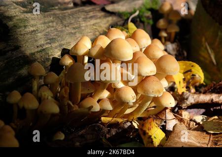 Funghi di ciuffo di zolfo che crescono su legno morto, Surrey, Regno Unito Foto Stock