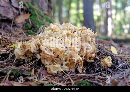 Cavolfiore Fungus alla base di alberi di conifere, Surrey, Regno Unito Foto Stock