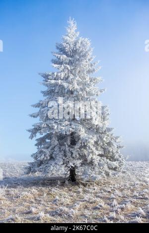 Brina coperto abete rosso albero su un prato Foto Stock