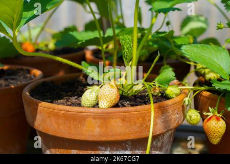 Primo piano delle fragole britanniche, coltivate in tradizionali vasi di terracotta, con maturazione delle fragole. Foto Stock