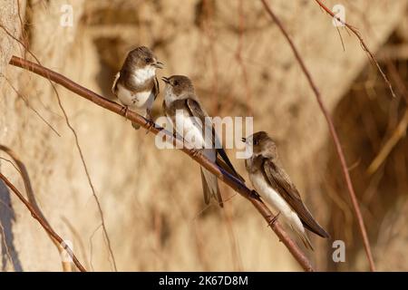 martins di sabbia (Riparia Riparia) che chiacchiera lungo le dune di sabbia dove la colonia nidificare. Baie du mont Saint Michel, Manica, Normandie, Francia. Foto Stock