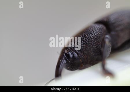 Scarabeo nero isolato su sfondo bianco macro foto. Foto Stock