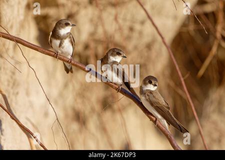 Sabbia martins (Riparia Riparia) lungo dune di sabbia dove la colonia nidificare. Baie du mont Saint Michel, Manica, Normandie, Francia. Foto Stock