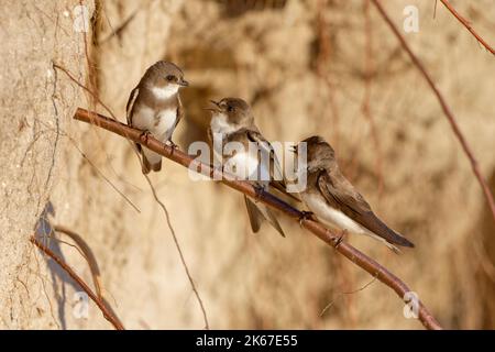 martins di sabbia (Riparia Riparia) che chiacchiera lungo le dune di sabbia dove la colonia nidificare. Baie du mont Saint Michel, Manica, Normandie, Francia. Foto Stock