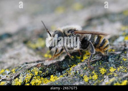 Primo piano su un raro maschio mediterraneo rosso muratore ape, Osmia rufohirta seduta su legno Foto Stock