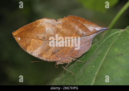 Primo piano colorato su una farfalla a foglia morta neo-tropicale ben mimetalizzata, Kallima inachus, con ali chiuse Foto Stock