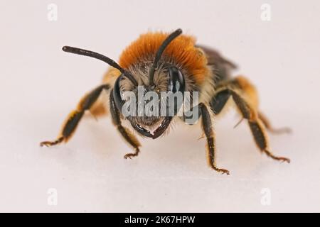 Primo piano su un'ape femminile dalla coda rossa, l'emorroia Andrena su uno sfondo bianco di studio Foto Stock