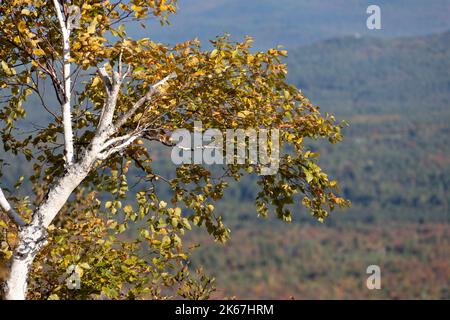 Fogliame autunnale, Adirondacks, Wilmington, New York Foto Stock