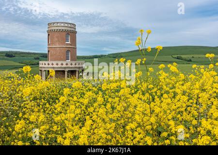 Clavell Tower circondato da semi di colza in fiore sulla cima di Hen Cliff a Kimmeridge Bay, Isola di Purbeck, Dorset, Inghilterra, Regno Unito Foto Stock