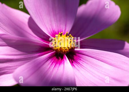 Fiori di cosmo rosa brillante che fioriscono a settembre in Scozia Foto Stock