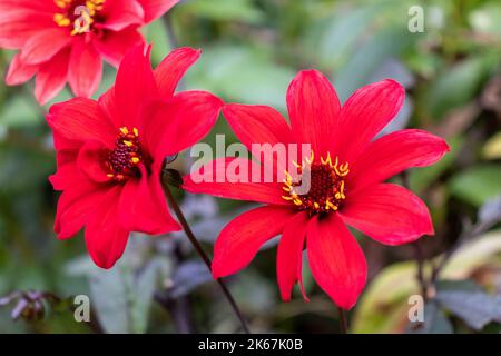 Dahlia 'Vescovo di Llandaff' Foto Stock