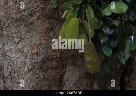 Jackfruits appeso ad un ramo Foto Stock