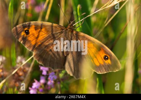 Un primo piano di una farfalla Oxeye con le ali si spalancano circondate da piante Foto Stock