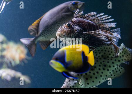 Un primo piano di un pesce leone rosso con altri pesci. Pterois volitans. Foto Stock