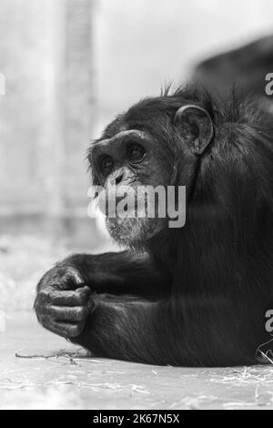 Primo piano verticale in scala di grigi di uno scimpanzé. Foto Stock
