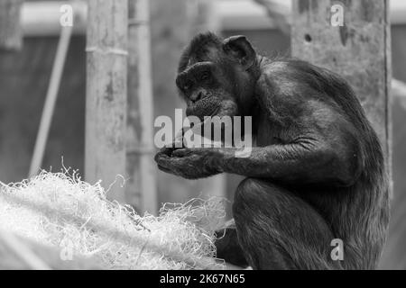 Un primo piano in scala di grigi di uno scimpanzé mangiante. Foto Stock