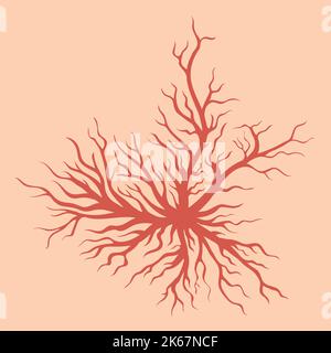 Vene ragno sulla pelle. Vaso umano, arterie di salute. Sangue rosso. Varicoso Foto Stock