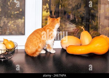 Un gattino di zenzero guarda fuori dalla finestra mentre si siede sul davanzale con zucche mature gialle giacenti su di esso in un giorno di autunno. Concetto autunnale. Foto Stock